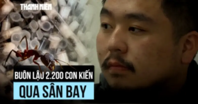 Kenya bắt giữ công dân Trung Quốc buôn lậu 2.200 con kiến sống trong hành lý