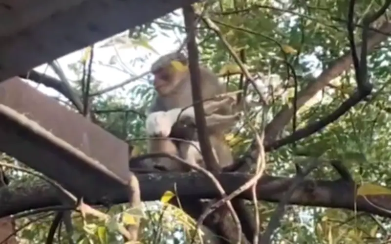 Khỉ bắt cóc dê con ở Ấn Độ và chó ở Malaysia, cộng đồng giải cứu thành công