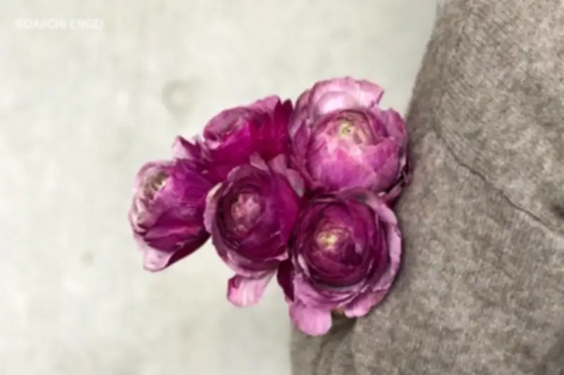 Khám Phá Ý Nghĩa Các Loài Hoa: Từ Hoa Linh Lan Đến Cúc Đồng Tiền