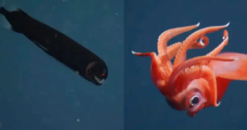 Khám Phá Những Sinh Vật Biển Sâu Có Khả Năng Phát Sáng Kỳ Diệu