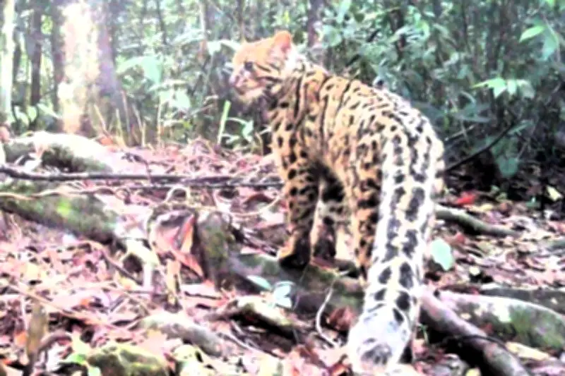 Khám phá thế giới hoang dã ẩn mình trong rừng Pù Mát, Nghệ An