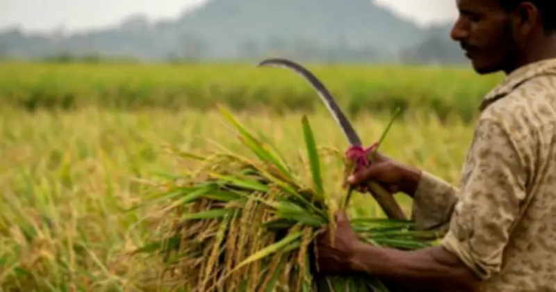 Khủng hoảng Trung Đông làm đình trệ xuất khẩu gạo Ấn Độ, hàng chục nghìn tấn bị mắc kẹt