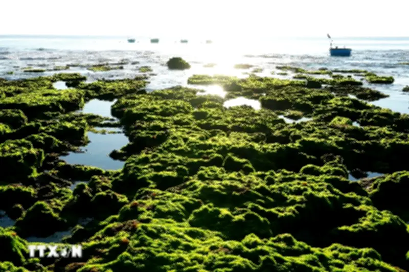 Khánh Hòa: Trải Nghiệm Vẻ Đẹp Kỳ Thú Của Cánh Đồng Rong Biển Phước Định