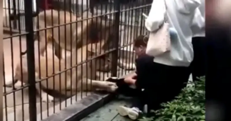 Kinh Hoàng: Bé Gái Suýt Bị Sư Tử Vồ Khi Cho Ăn Tại Sở Thú Trung Quốc