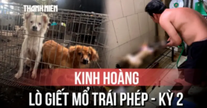 Kinh Hoàng Bên Trong Lò Giết Mổ Chó Mèo Trái Phép: Thực Trạng Đáng Báo Động