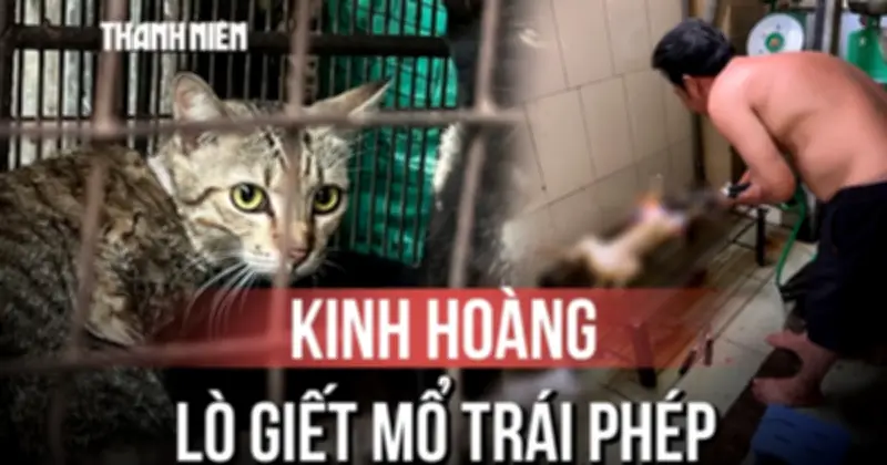 Kinh Hoàng Bên Trong Lò Giết Mổ Chó Mèo Trái Phép Ở Việt Nam