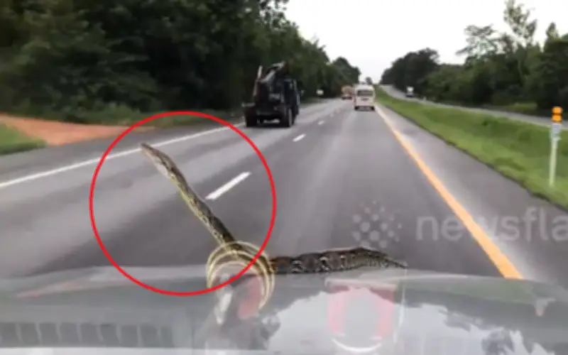 Kinh Hoàng: Trăn Khổng Lồ Bò Lên Nắp Ca-pô Xe Đang Chạy Ở Thái Lan