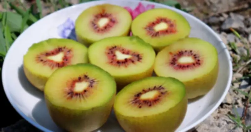 Kiwi - 'Trái Cây Ngủ' Giúp Cải Thiện Giấc Ngủ Tự Nhiên Và Sâu Hơn