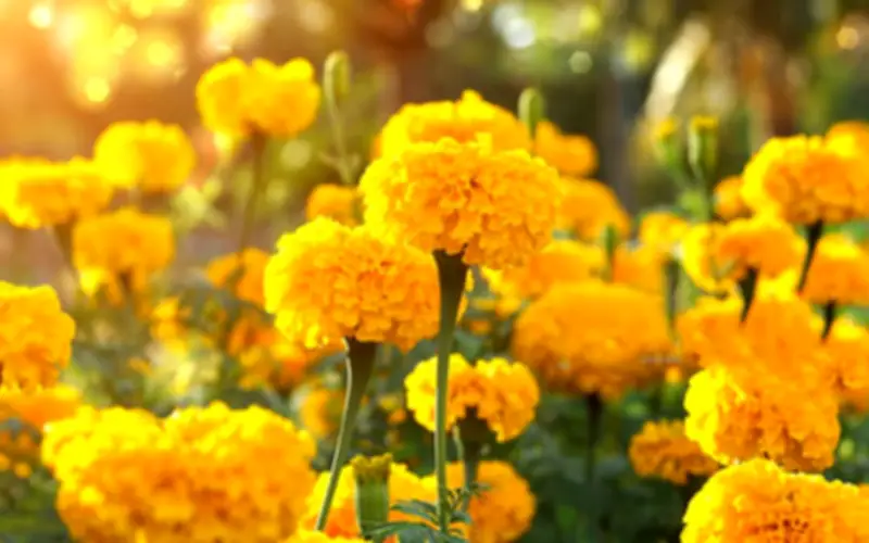 Lý do không nên đặt củ vạn thọ trên bàn thờ gia tiên