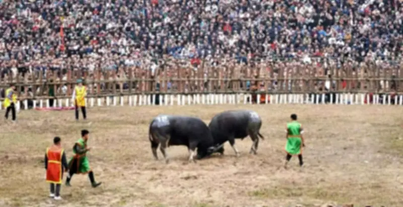 Lễ hội chọi trâu Hải Lựu 2026: Kịch tính với những trận đấu mãn nhãn và giải thưởng danh giá