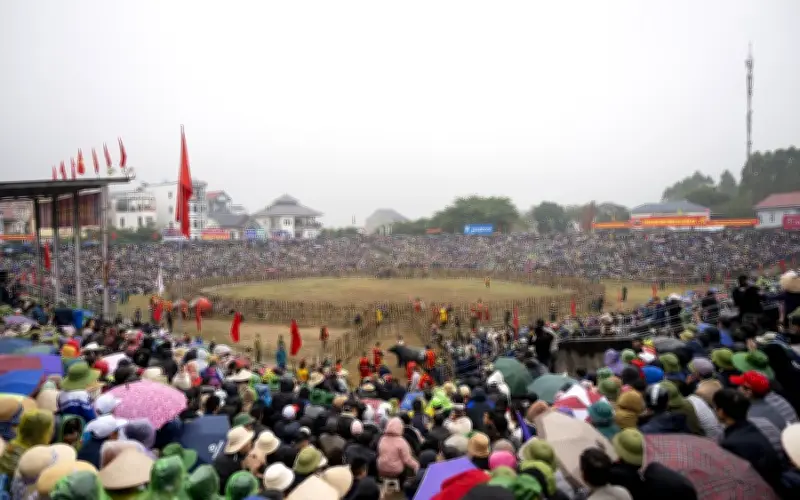 Lễ hội chọi trâu Hải Lựu: Nét văn hóa truyền thống đặc sắc của Vĩnh Phúc