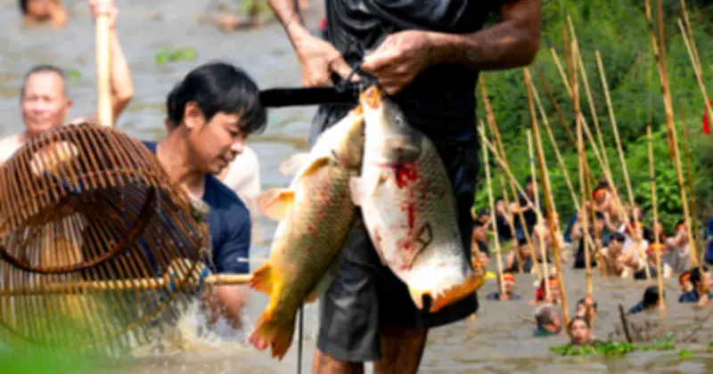 Lễ hội dập sào bắt cá 3 năm một lần ở Phúc Thọ thu hút đông đảo người dân