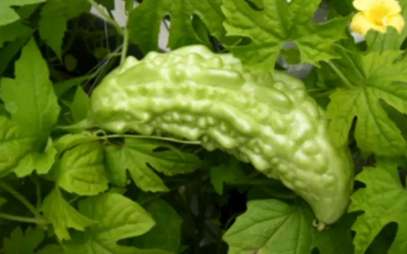 Lá Khổ Qua Có Ăn Được Không? Sự Thật Ít Người Biết Về Loại Rau Này