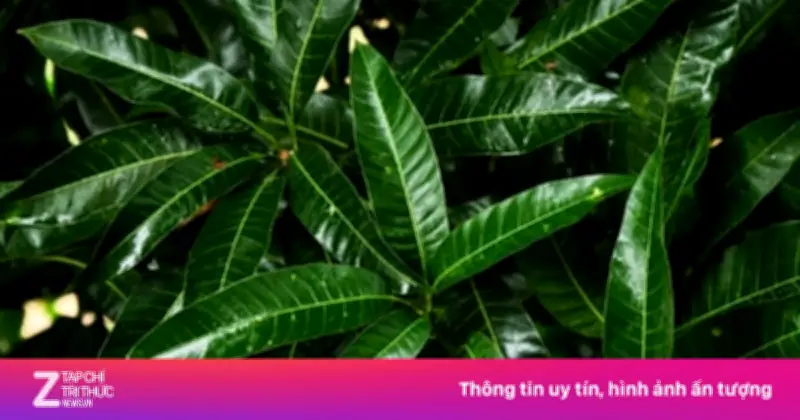 Lá Xoài - Vị Thuốc Quý Ngay Trong Vườn Nhà Với 7 Lợi Ích Sức Khỏe Bất Ngờ