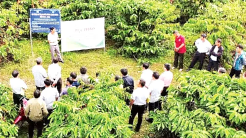 Lâm Đồng: Khuyến nông đổi mới, nâng cao giá trị nông sản bền vững