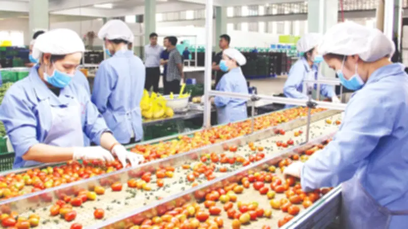 Lâm Đồng Vươn Lên Thành Trung Tâm Nông Nghiệp Công Nghệ Cao và Thông Minh