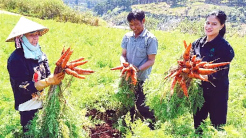 Lâm Đồng đẩy mạnh nông nghiệp hữu cơ với diện tích hơn 2.080 ha và xuất khẩu quốc tế