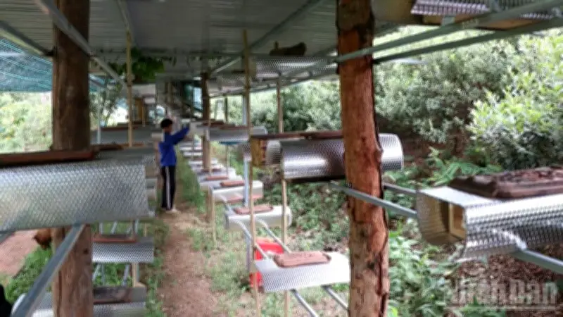 Làng Ong Dú: Hồi Sinh Vùng Đất Khô Cằn Với Hệ Sinh Thái Xanh Và Mật Ngọt