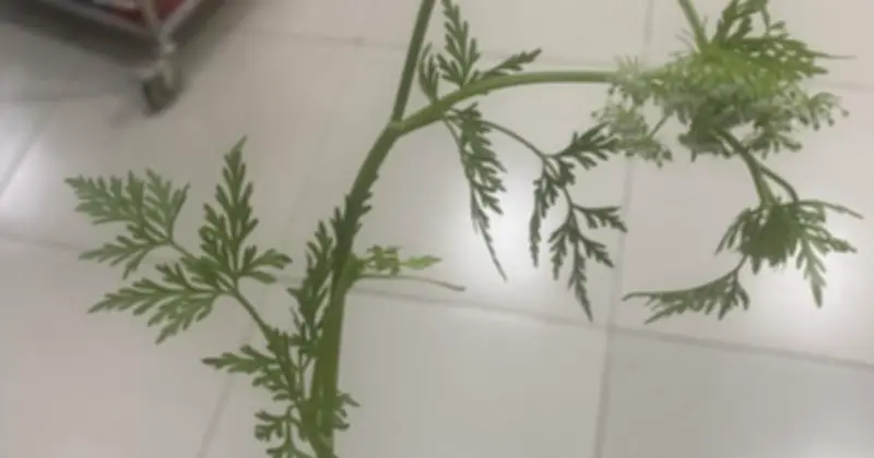 Lạng Sơn: 3 người nhập viện cấp cứu vì ngộ độc rau dại hái ven ruộng