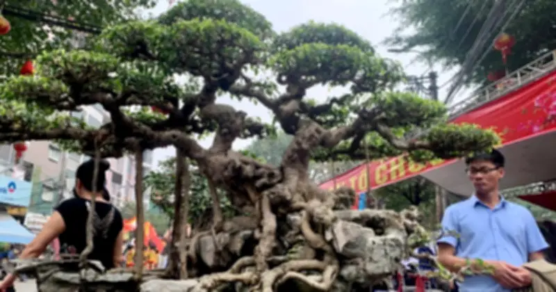 Làng Triều Khúc: Nơi cây cảnh nghệ thuật có giá ngang siêu xe, biệt thự