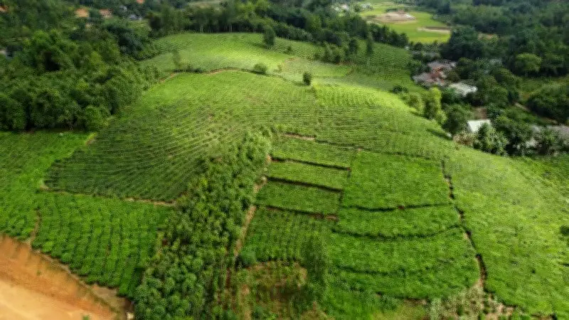Lào Cai: Chiến sự Trung Đông và chi phí vận chuyển tăng cao đe dọa ngành chè