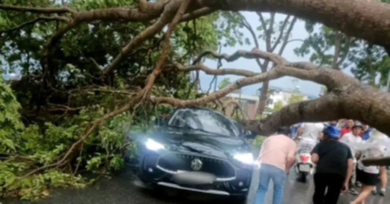 Lào Cai: Mưa Dông Gió Lớn Làm Cây Xà Cừ Đổ Đè Trúng Ôtô, Chính Quyền Khẩn Cấp Khắc Phục