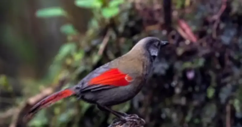 Lào Cai Nâng Hạng Khu Bảo Tồn Thiên Nhiên Bát Xát Thành Vườn Quốc Gia