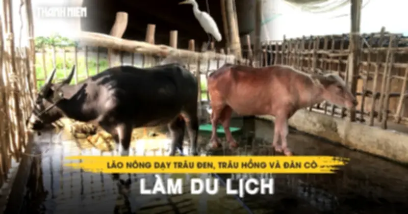 Lão nông miền Tây dạy trâu đen, trâu hồng và đàn cò trắng làm du lịch thành công
