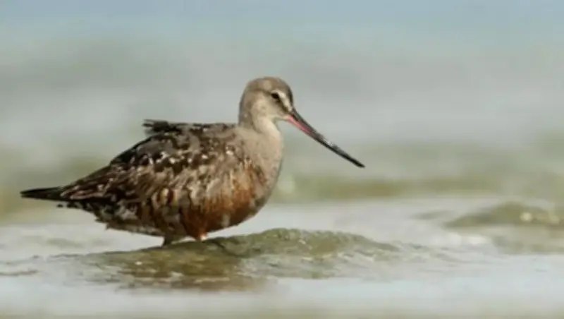 Loài chim bay 11.000km không nghỉ đối mặt nguy cơ tuyệt chủng nghiêm trọng