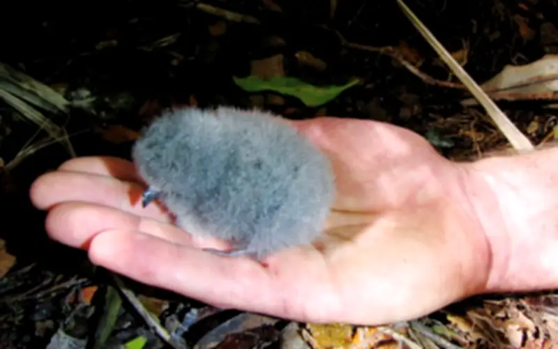 Loài chim tưởng tuyệt chủng hơn 100 năm bất ngờ tái xuất với quả trứng hy vọng