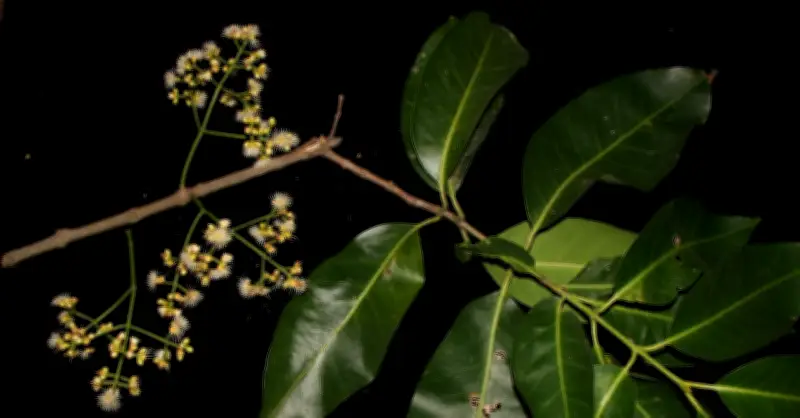 Loại lá rẻ bèo, uống thay nước lọc cực tốt cho hệ tiêu hóa