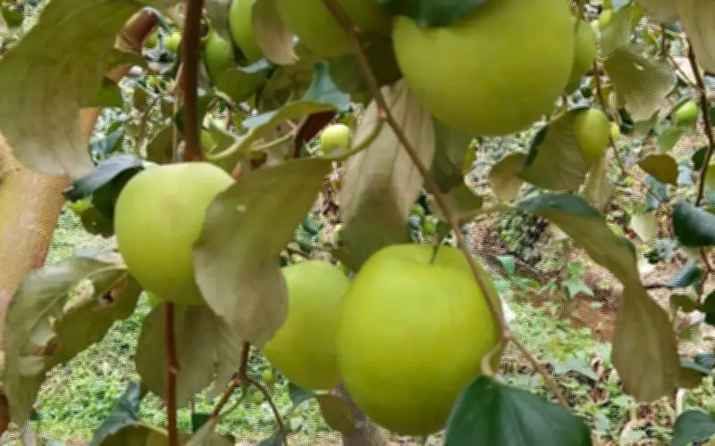 Loại Quả Tốt Nhất Thế Giới Có Ở Bắc Ninh: To, Giòn, Ngọt, Làm Được Nhiều Món Ngon