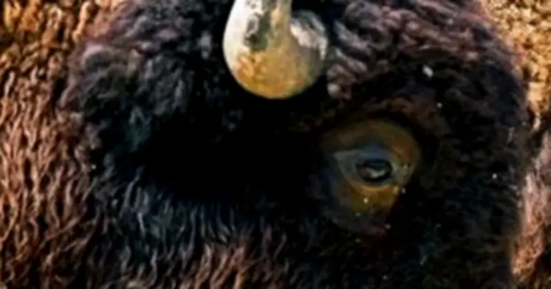 Loài vượn cáo quý hiếm nhất hành tinh tái xuất ở Madagascar