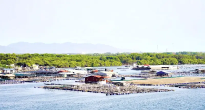 Long Sơn bảo vệ 'lá phổi xanh' rừng ngập mặn, phát triển du lịch bền vững