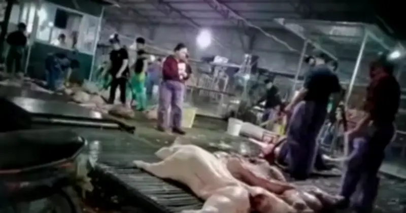 Luật sư phân tích vụ đường dây lợn bệnh: Hồi chuông cảnh báo an toàn thực phẩm