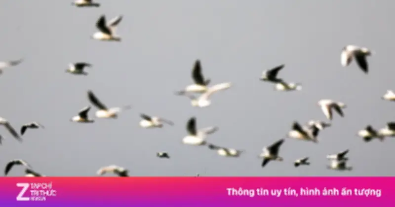 Mỹ hộ tống tàu dầu ở Hormuz: Lá chắn hay mồi lửa giữa căng thẳng với Iran?