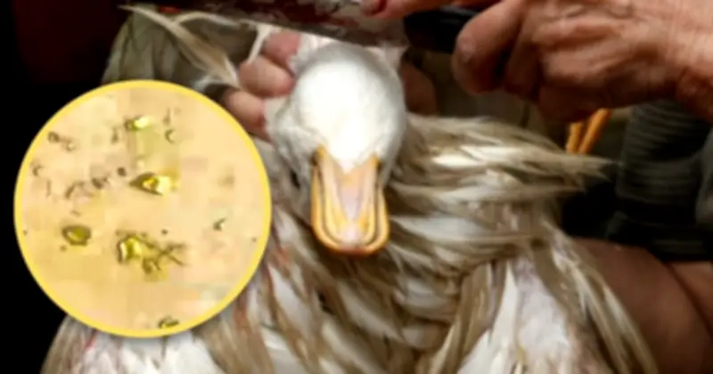 Mổ vịt phát hiện vàng thật trong dạ dày: Câu chuyện lạ ở Trung Quốc gây bão mạng