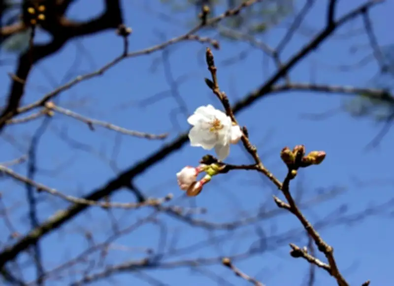Mùa hoa anh đào chính thức khai hội tại Nhật Bản, thu hút du khách khắp nơi