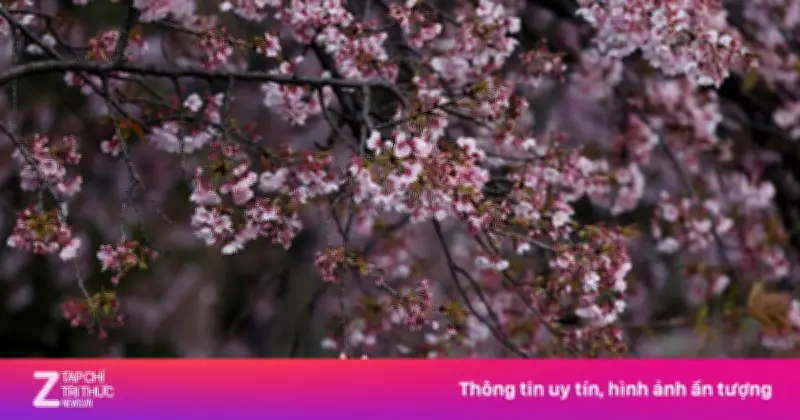 Mùa hoa anh đào Nhật Bản 'thất thế' trước lạm phát và thời tiết bất ổn