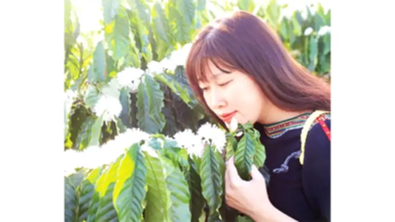 Mùa Hoa Cà Phê Tây Nguyên: Bức Tranh Xuân Thơ Mộng Và Hương Sắc Quyến Rũ