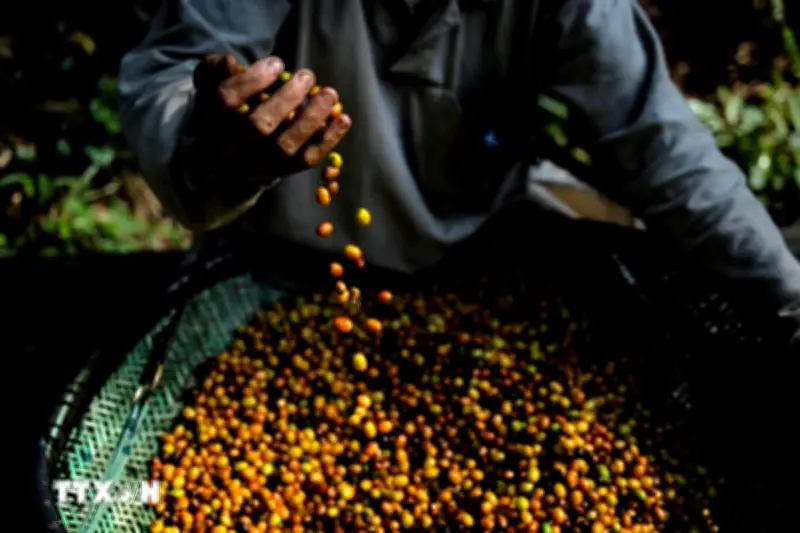 Mưa lớn bất thường đe dọa sản lượng cà phê Brazil, giá toàn cầu có thể tăng