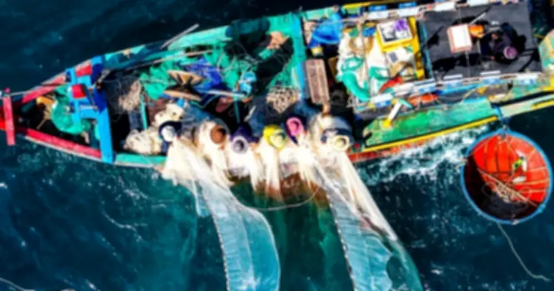 Mùa ruốc biển Quảng Ngãi rộ, ngư dân thu tiền triệu mỗi ngày