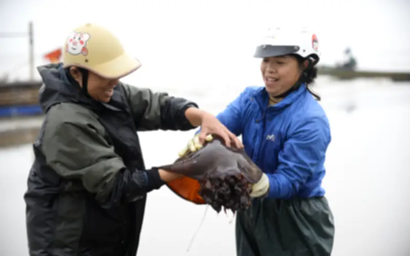 Mùa Sứa Biển Xứ Thanh: Nguồn Sinh Kế Dồi Dào Từ Những Đợt Sóng Đầu Năm