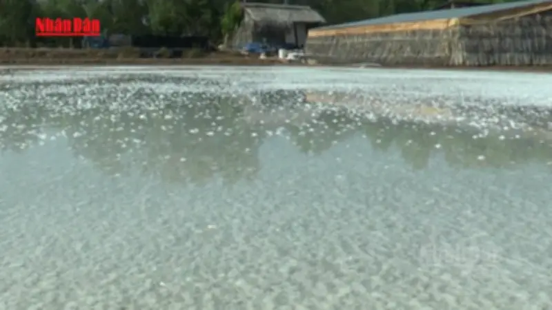 Mưa trái mùa Cà Mau gây thiệt hại nặng: Hơn 1.500 ha ruộng muối bị ảnh hưởng