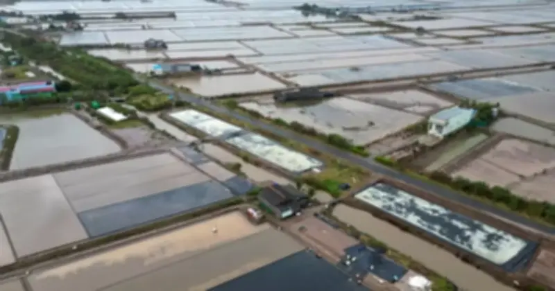 Mưa Trái Mùa Tàn Phá Cánh Đồng Muối Cà Mau, Diêm Dân Đối Mặt Nguy Cơ 'Không Có Gạo Ăn'