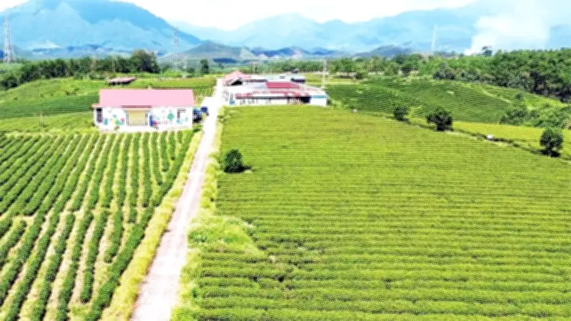 Miến dong Bình Liêu và các sản phẩm OCOP Quảng Ninh thúc đẩy phát triển nông thôn miền núi