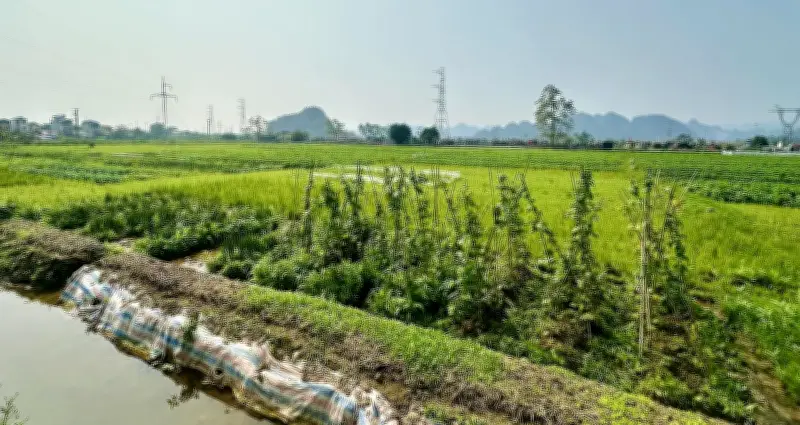 Mua đất nông nghiệp bằng giấy viết tay từ 2018: Có được cấp sổ đỏ không?