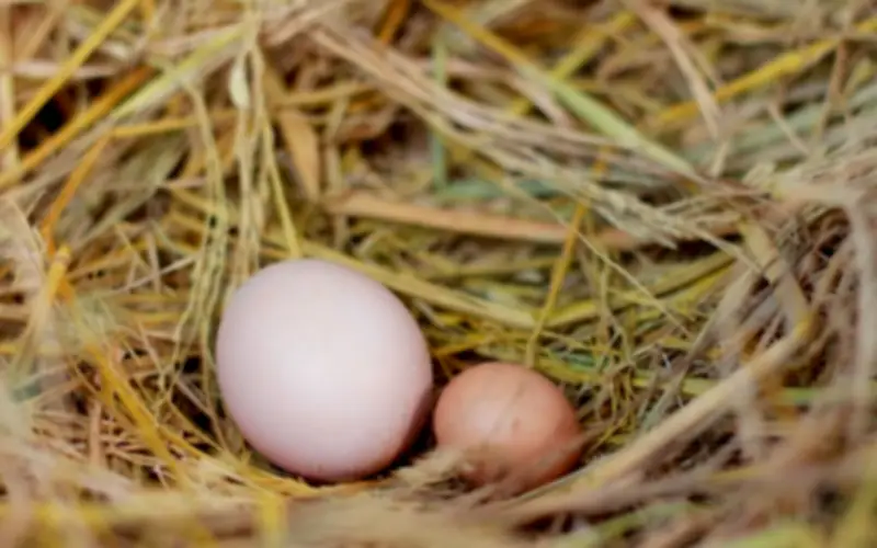 Mua trứng nên chọn quả to hay nhỏ? Người chăn nuôi lâu năm tiết lộ bất ngờ