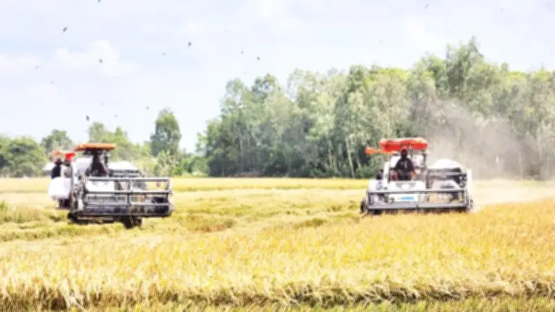 Đề Án 1 Triệu Ha Lúa Chất Lượng Cao Đạt Kết Quả Vượt Mục Tiêu Sau 2 Năm