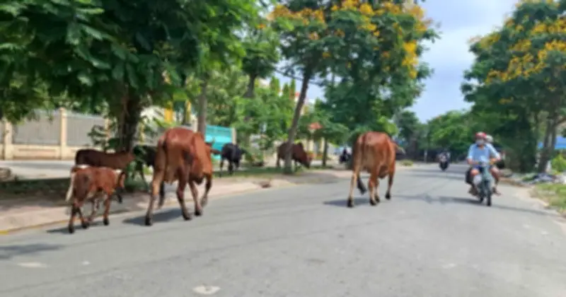 Đàn Bò Thả Rông Gây Nguy Hiểm và Mất Vệ Sinh Trên Đường Phố